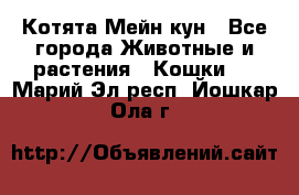 Котята Мейн кун - Все города Животные и растения » Кошки   . Марий Эл респ.,Йошкар-Ола г.